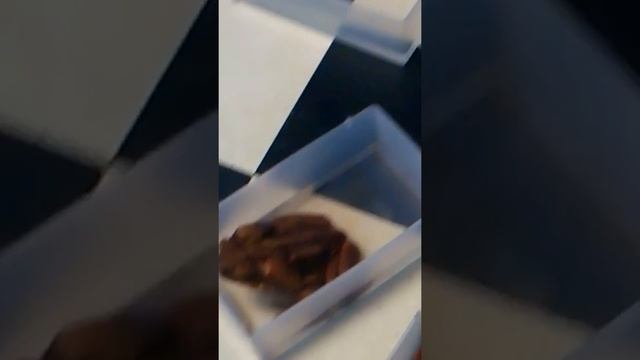 Giant Suriname Marine Toad (WC- Rhinella marina), unboxing pt.2 смотреть онлайн