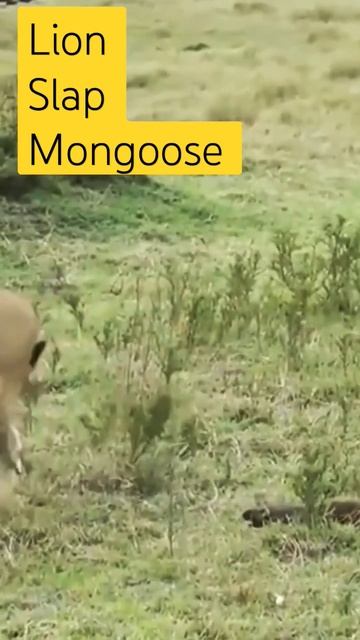 lion slapping mongoose 😂#youtubeshorts #fun #short смотреть онлайн