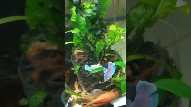 дамбо,самцы и самки! смотреть онлайн