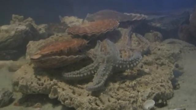 Great Scallop (Pecten Maximus)