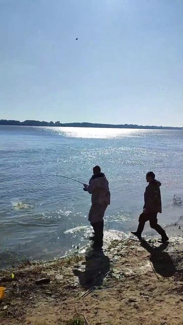 Лëха взял трофея. #сазан #volga #fishing #калмыкия смотреть онлайн