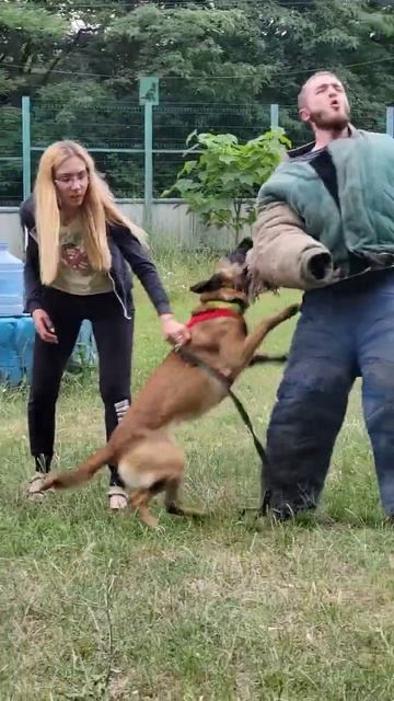 Detention of the intruder. Malinois attacks. #GUARDODESSA Training of service dogs. СТРАЖ Odessa смотреть онлайн