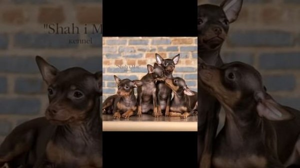 питомник Русских тоев "Шах и Мат "