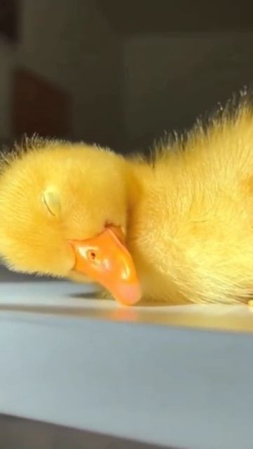 Duck sleep 😴 #shorts смотреть онлайн