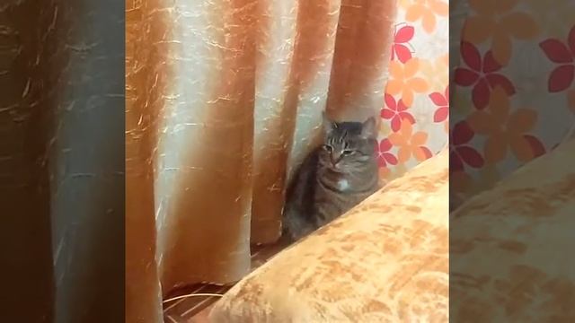 матильде стыдно . смешные коты . смотреть онлайн
