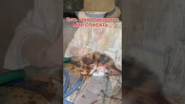 Есть такое призвание МИР СПАСАТЬ! #милосердие #животные #бездомныеживотные смотреть онлайн