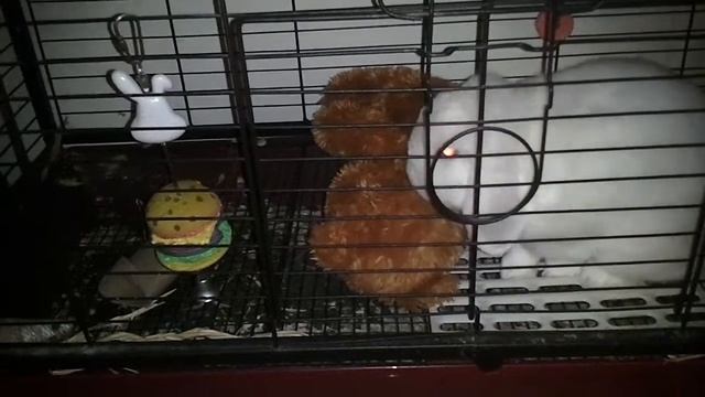 Rabbit Humps Stuffed Animal смотреть онлайн