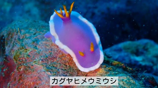 ウミウシ#2　カラフル編 смотреть онлайн