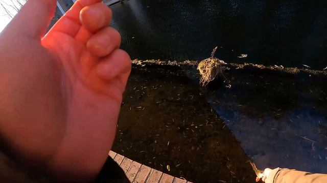 Carolina Rig! смотреть онлайн