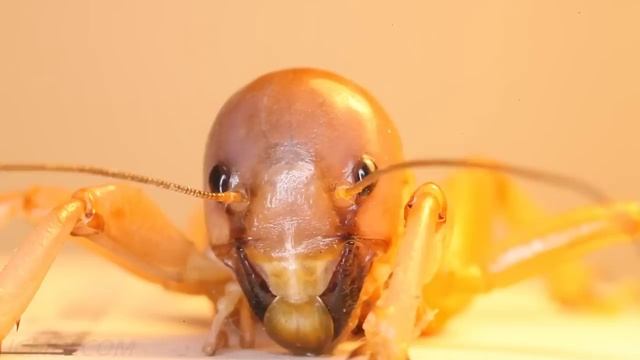 Potato Bug Extreme Closeup Series HD 3/11 (4 clip samples) V10445 смотреть онлайн