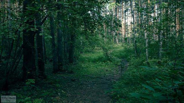 Path in the forest / Тропа в лесу смотреть онлайн