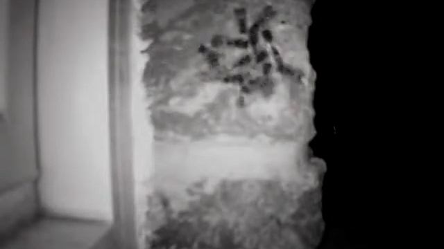Wasps without a home смотреть онлайн