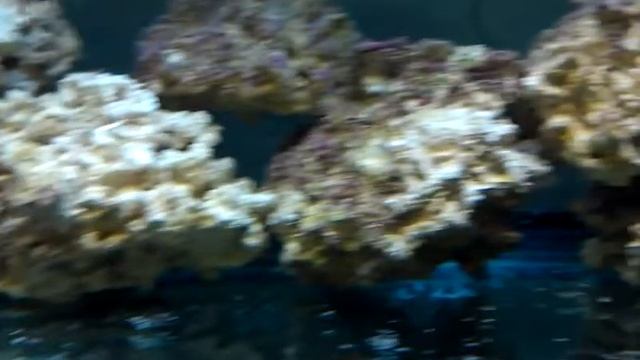 Wrasses смотреть онлайн