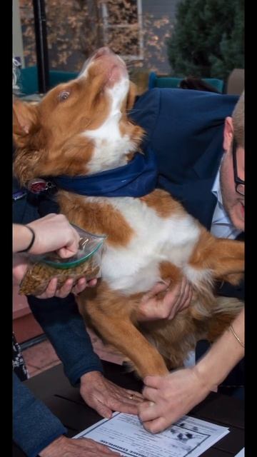 The chaos of getting your dog to stamp your marriage license lol #colorado #dog #toller #nsdtr смотреть онлайн