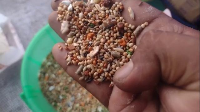 Food for Cockatiels/Pet birds -Tamil | Healthy Seed Diet | Vitapol Premium Seeds | Feathered Friend смотреть онлайн