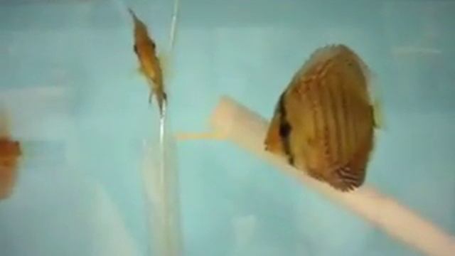 Discus : Red Scribbelt, PigeonBlood Silver смотреть онлайн