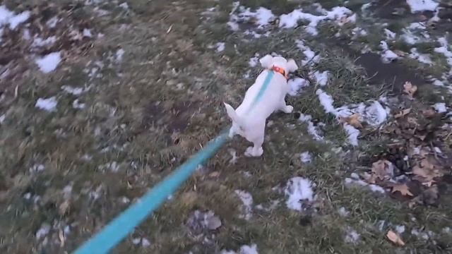 Аво делает свои дела за 5 минут. Учим ходить в туалет на улице смотреть онлайн
