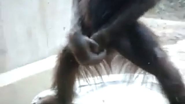 Обезян смотреть онлайн