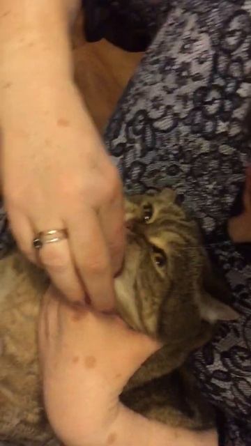 массаж десен котику. смотреть онлайн