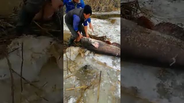 сом убийца смотреть онлайн