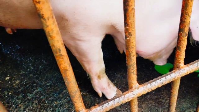 What medicinal herbs can be use to treat pigs skin mosquito bites?/Tesay and Jim Farm Vlog смотреть онлайн