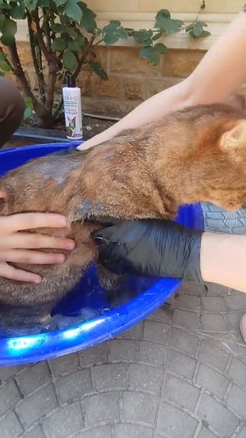 #cat #рекомендации #funny #cute #shortsvideo смотреть онлайн