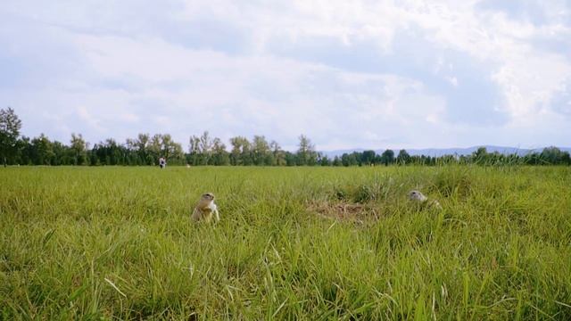 о. Татышев и его жители смотреть онлайн