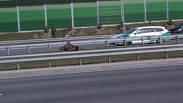 Лось в Вильнюсе смотреть онлайн