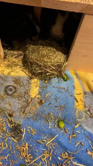 Piggie grabbing the hay roll #cute #guineapigs смотреть онлайн