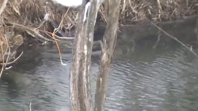 Бобер смотреть онлайн