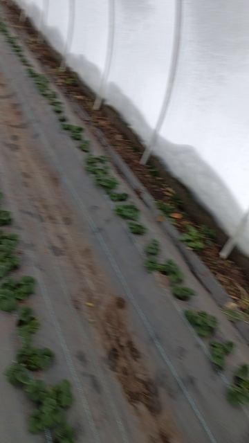 Настоящая зима пришла. Клубника спит #дача #сад #клубника #garden #farming #садоводство #strawberry смотреть онлайн