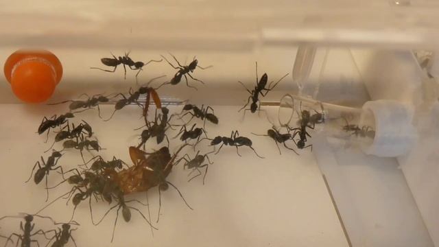 MY DIACAMMA ANTS IN THEIR ENCLOSURE | The Queenless Asian Bullet Ants смотреть онлайн