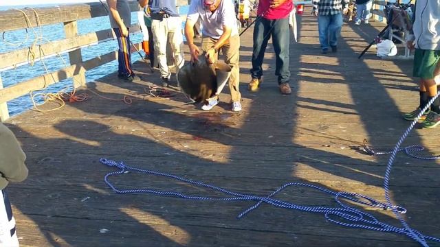 Goleta Pier, Mackerel Fishing - Nuv Pam Thus Kuj Lom Zem Thiab смотреть онлайн