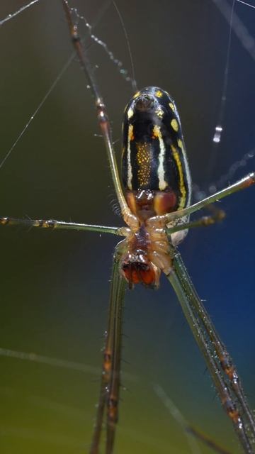 Short Orchard Spider in 4K - A Sony 90mm Macro Lens Adventure смотреть онлайн