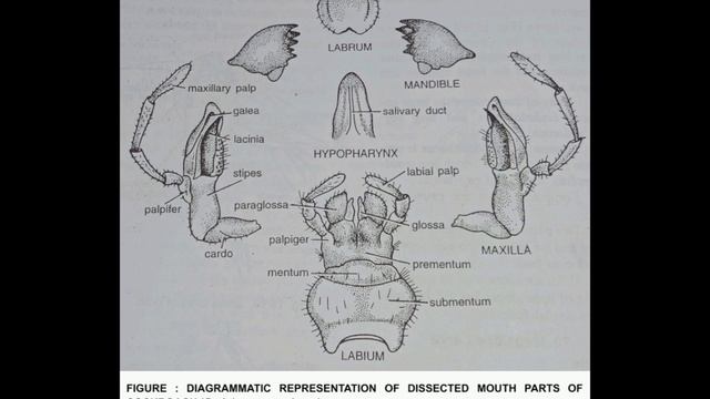 DISSECTED MOUTH PARTS OF COCKROACH (Periplaneta americana) смотреть онлайн