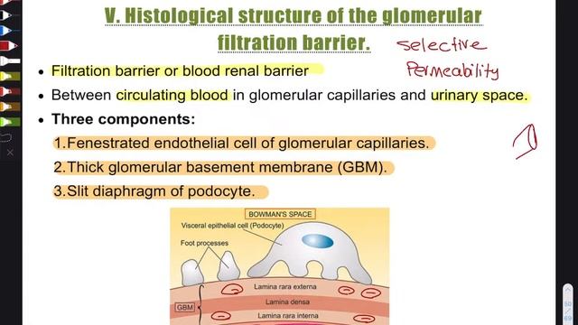 RRS-Renal-histology смотреть онлайн