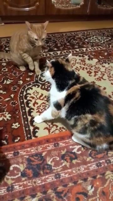 Мурчик злится😬🐈⬛🐾🐈 смотреть онлайн