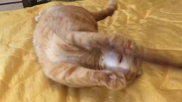 Ральфа - кот и перо. Скоттиш - фолд смотреть онлайн