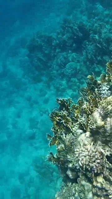 Egypt. Snorkeling with fish in the Red sea at Sharm-El-Sheikh.А теперь за рыбами!Рифы Красного моря смотреть онлайн