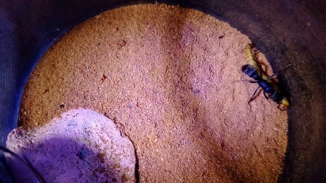 Pseudoneoponera sublaevis смотреть онлайн