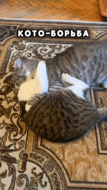 Виды спорта для котиков #cat #кот #спорт #а4 #мем #animal смотреть онлайн