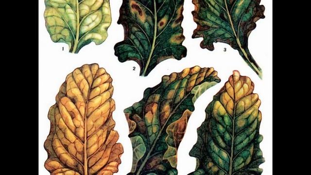 Усуваємо пожовтіння листя буряка смотреть онлайн