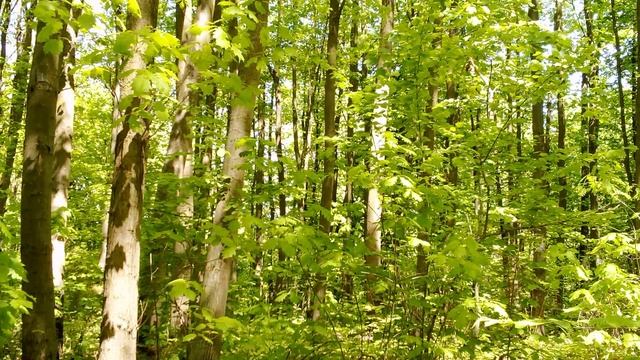 Звуки лиственного леса смотреть онлайн