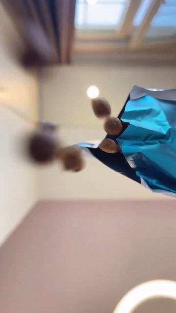 Засыпаем любимый корм, теперь обед только по графику 🐱 #кормдлякошек #сухойкорм #мейнкун #petkit смотреть онлайн