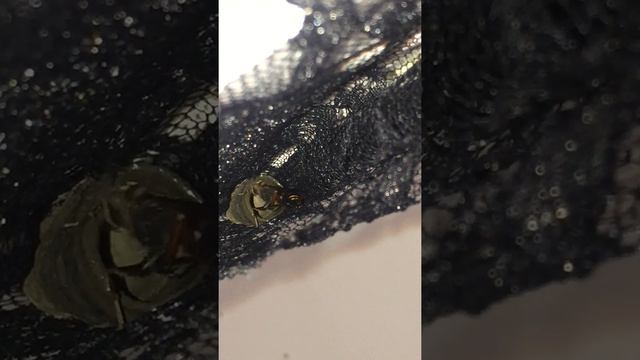 Mud Dauber wasp building a spider tomb смотреть онлайн