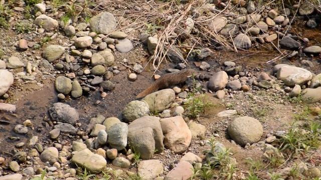 Crab Eating Mongoose смотреть онлайн