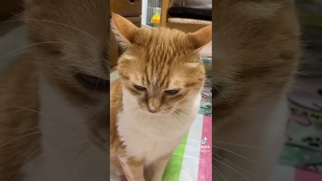 平和の祈りRain dance koba・sense NO WAR смотреть онлайн