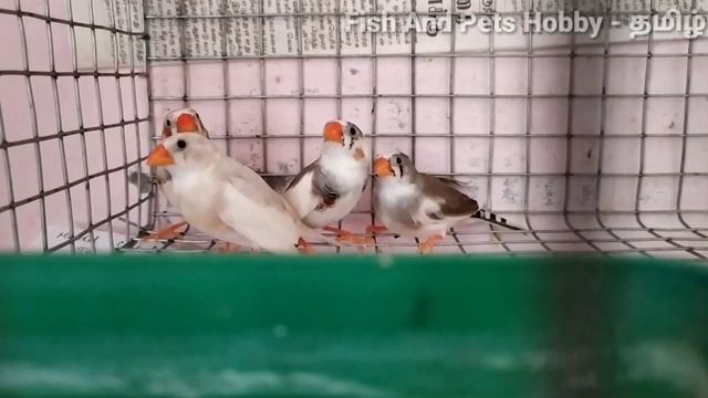 Top 10 Interesting Facts About Zebra Finches in Tamil смотреть онлайн