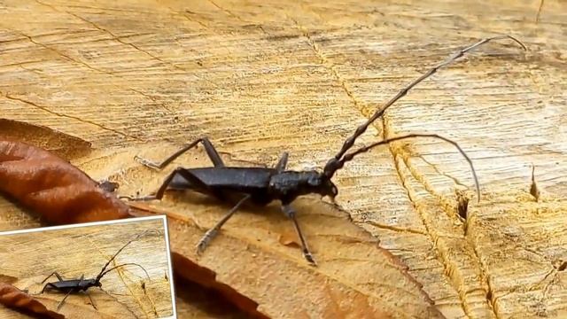 Cerambice della quercia: il volo смотреть онлайн