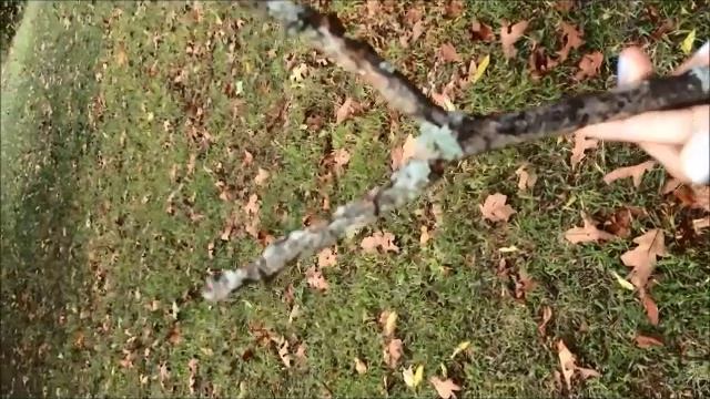 Lichens: Mutualism & Commensalism смотреть онлайн